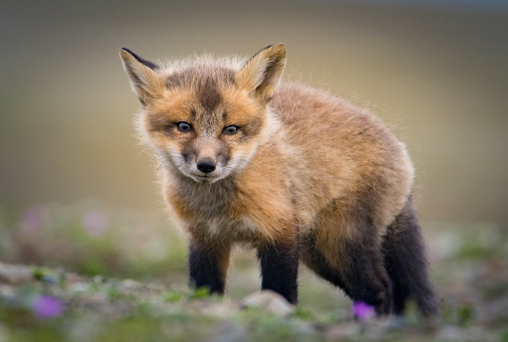 Adorable Overload: Cutest Animal Friendships That Will Melt Your Heart